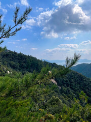 Obraz premium Pine branch with mountain view and cloudy sky.