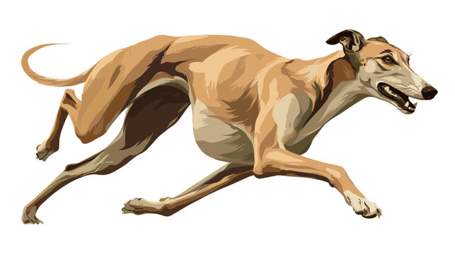 Vector illustration of a greyhound dog