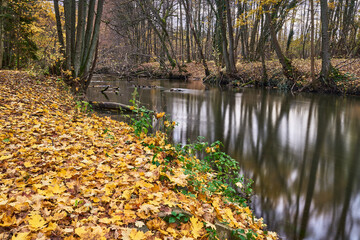 Parsęta, dzika rzeka Pomorza Zachodniego w kolorach jesieni, Polska, Europa © Zbigniew