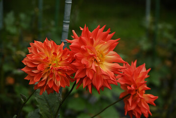 赤いダリア
