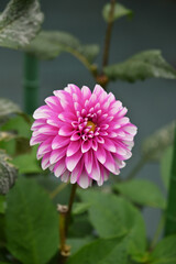 ピンク色のダリア