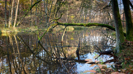 Rzeka Bukówka, dziko płynąca polami i lasami Doliny Noteci i Puszczy Noteckiej