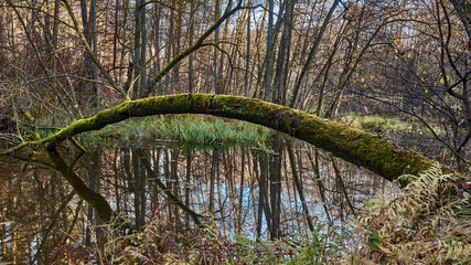 Rzeka Bukówka, dzika rzeka w Wielkopolsce przepływająca przez Puszczę Notecką © Zbigniew