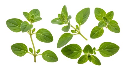 Fototapeta premium Fresh green oregano herb sprigs isolated on white