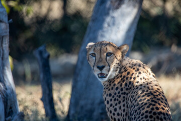 Cheetah on the grass at Fossil Rim Wildlife Center, Fort Worth, Texas, USA.