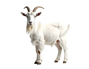 White goat with curved horns stands alertly on a transparent background