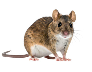 Firefly_PNG Collection of white minivan. Different angles and perspectives of white cars - Firefly_Rat or mouse on transparent background, PNG