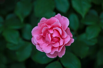 flower, flowers, floral, blossom, bloom, nature, garden, macro, beautiful, spring, botanical, petals, fresh, colorful, flora, plant, natural, romantic, soft light, close up, background, texture