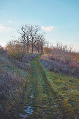 Fototapeta premium A narrow grassy path curves gently through a quiet, late-autumn landscape.