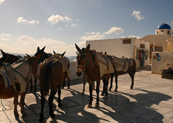 The Donkeys of Santorini waiting to be worked.