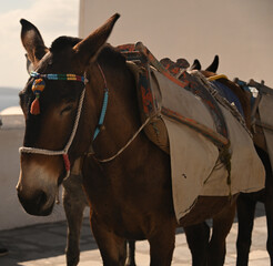 The Donkeys of Santorini waiting to be worked.
