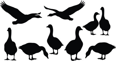 Black silhouette geese in flight and standing poses, vector illustration for farm design, bird icon set, minimal style, nature concept