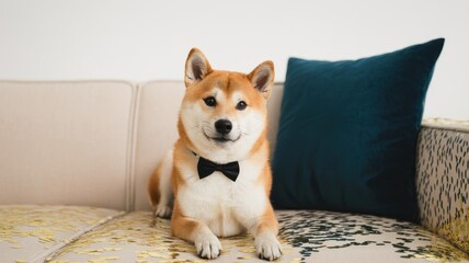 Tan Shiba Inu in Black Bow Tie with Gold Confetti on Beige Sofa — New Year Greeting Card