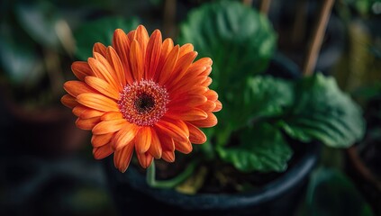 Close-up of vibrant orange flower with dark center in a black pot, surrounded by leaves