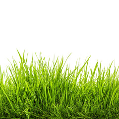 Fototapeta premium Green grass isolated fresh natural background