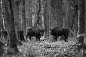 Stado żubrów w jesiennym lesie w czarno białej kolorystyce