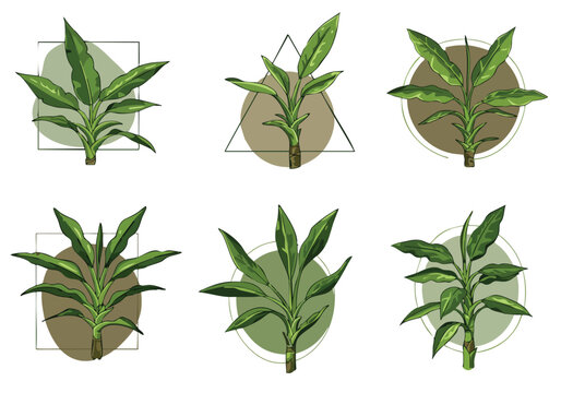 collection of hand drawn green leafy plant illustrations with abstract background shapes creating a botanical design set for various uses