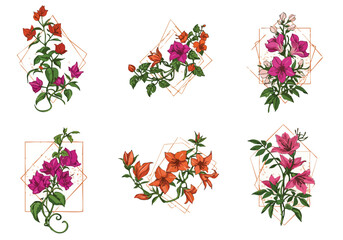 Vibrant collection of hand-drawn flowering plants with abstract golden line art frames on a clean white background