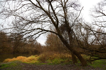 Beautiful colorful autumn in the park. Tree branches above the river under beautiful sky