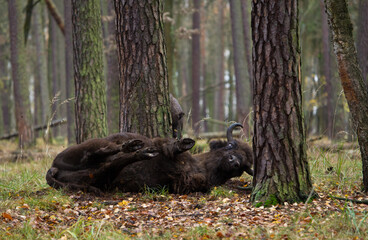 Stado żubrów w starym jesiennym lesie
