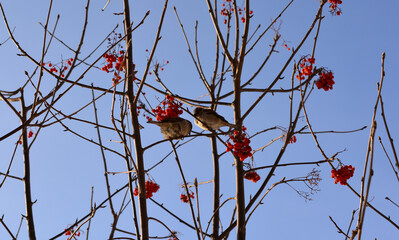 two Sparrows on Rowan Tree Branches with Red Berries in Winter