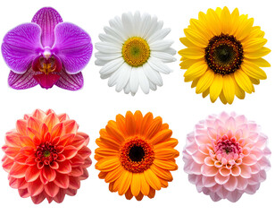 Six vibrant, diverse flowers, arranged in two rows