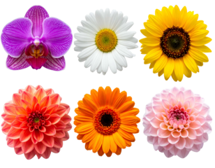 Six vibrant, diverse flowers, arranged in two rows