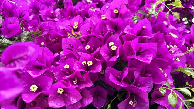  An explosion of brilliant purple and magenta bougainvillea flowers completely fills the frame, creating a stunning and vibrant floral texture. This exotic, tropical flower background.