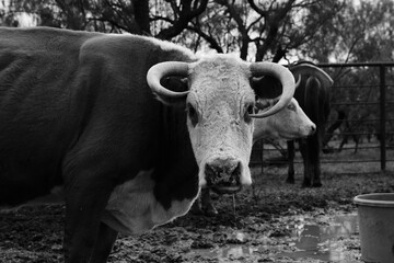 Hereford cow with horns closeup looking at camera on Texas ranch in black and white.