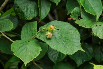 Corylus heterophylla, a deciduous shrub in the Betulaceae family, recognized by its flat-tipped serrated leaves, yellow spring flowers, and edible hazel nuts that ripen in autumn. Korea.