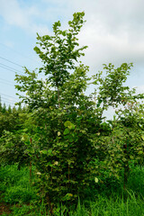 Corylus heterophylla, a deciduous shrub in the Betulaceae family, recognized by its flat-tipped serrated leaves, yellow spring flowers, and edible hazel nuts that ripen in autumn. Korea.