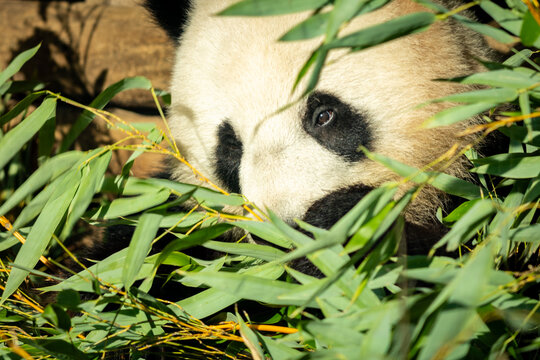 Giant Panda