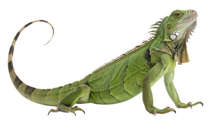 dragon, isolated on a transparent background PNG