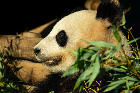 Giant Panda