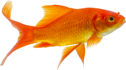 Beautiful Goldfish PNG with No Background