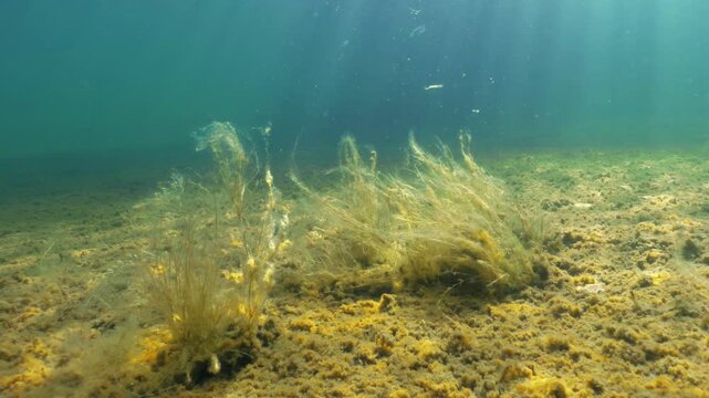 Bulbous rush aquatic plant growing on lake bottom