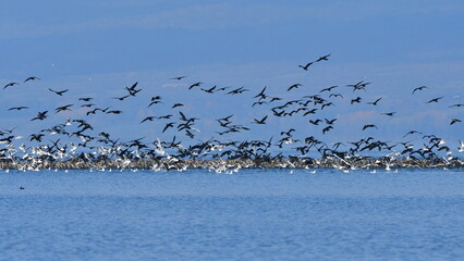 lake Kerkini in Greece under fishing attack of cormorants,gulls and pelicans