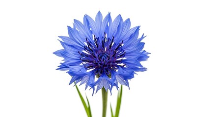 Vibrant blue cornflower bloom isolated on white background