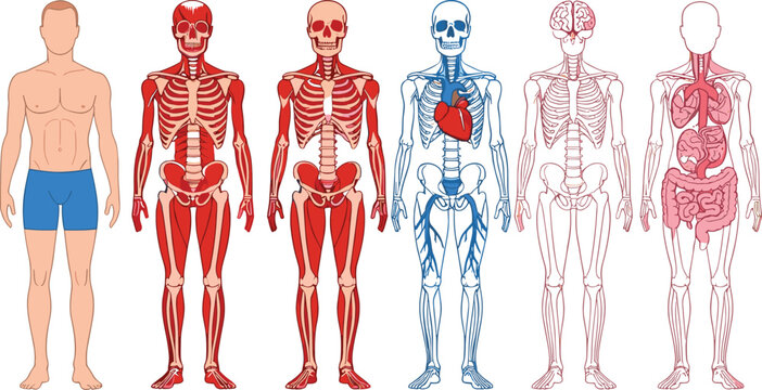 Detailed human anatomy illustration set showing muscular, skeletal, circulatory, nervous, and digestive systems, ideal for medical education, biology studies, and scientific vector designs.