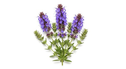 Obraz premium Purple hyssop flowers and green leaves arrangement