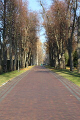 Obraz premium Tree lined avenue path in autumn park Long straight pedestrian path lined with tall bare tree Symmetrical tree alley with red brick walkway creating perspective view during fall season under blue sky.