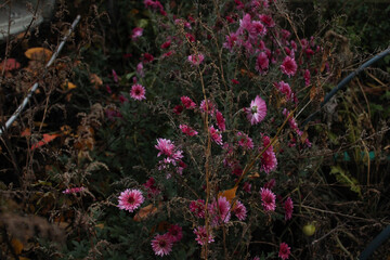 Pink chrysanthemums growing wild among autumn leaves ground Wild autumn garden scene with mums blooming between dried foliage and natural debris creating rustic fall