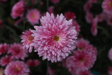 Macro photography of single pink chrysanthemum flower with dark blurred background