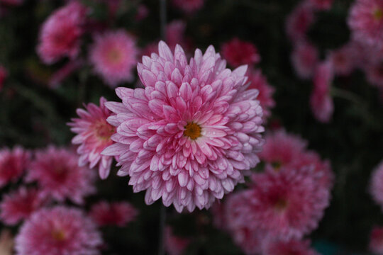 Macro photography of single pink chrysanthemum flower with dark blurred background - Powered by Adobe