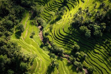 Serene Aerial View of Lush Green Terraced Rice Fields in Nature