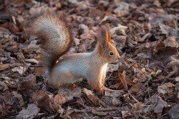 Obraz premium Red Squirrel with Fluffy Tail Standing in Profile on the Ground Covered with Autumn Leaves.