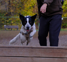 An energetic black and white dog jumps over a wooden obstacle during agility training in the autumn park. A moment of excitement and joy of movement.