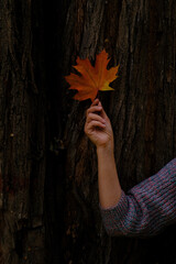 Autumn maple leaf in hand against the background of dark bark. A warm orange reminder of the changing seasons and the comfort of nature.