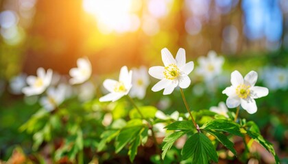 Sunny Wood Anemone Spring Bloom Close-up Macro Photography, Shallow Depth of Field, Bokeh Background, Anemone Nemorosa Spring flowers, macro photography