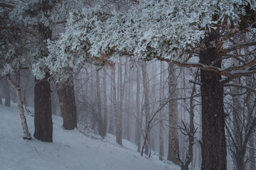 Winter forest in the fog, snow-covered pines and birches in the frosty morning landscape.